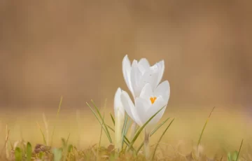 31. 3. 2022 – Vítání jara v Domově důchodců